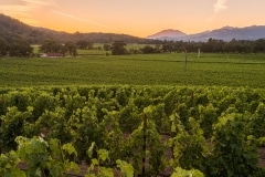 ehlersvineyard-July 13, 2015191-HDR