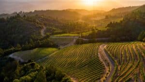 vineyard photography, drone photography, napa valley photography